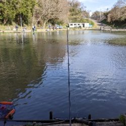 ジョイバレーでロックトラウト