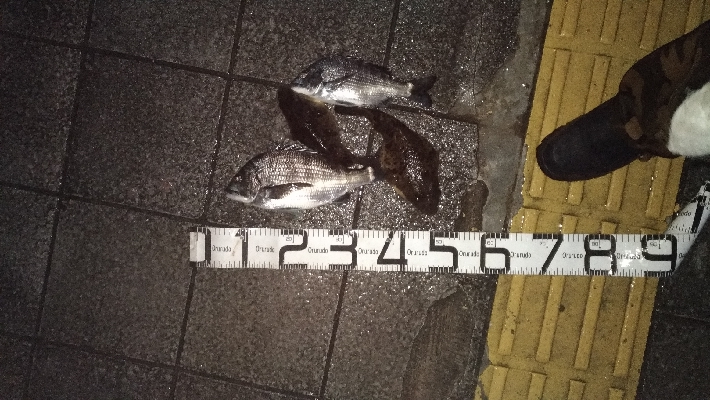 2/29釣果チヌ2枚マリーナシティずっと雨…