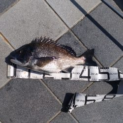 3/7釣果マダイチヌデカアジ尺アジ