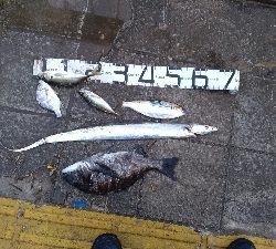 3/14釣果メタボチヌ2枚デカアジタチウオ