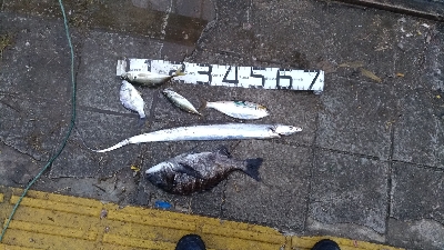 3/14釣果メタボチヌ2枚デカアジタチウオ