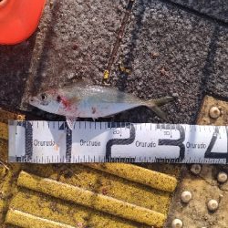 3/20釣果チヌ43,44尺アジカンダイＳサイズ