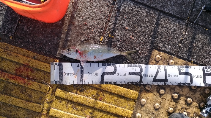 3/20釣果チヌ43,44尺アジカンダイＳサイズ