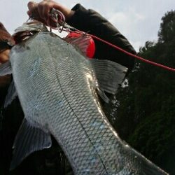 爆風ヒラスズキ!!