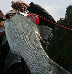 爆風ヒラスズキ!!