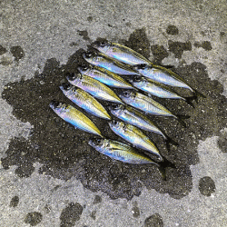 瀬戸内の島アジング（2020-2)