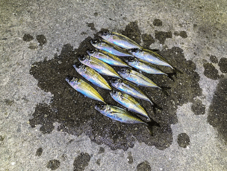 瀬戸内の島アジング（2020-2)