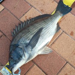 夕マズ狙いで　～辰巳橋～