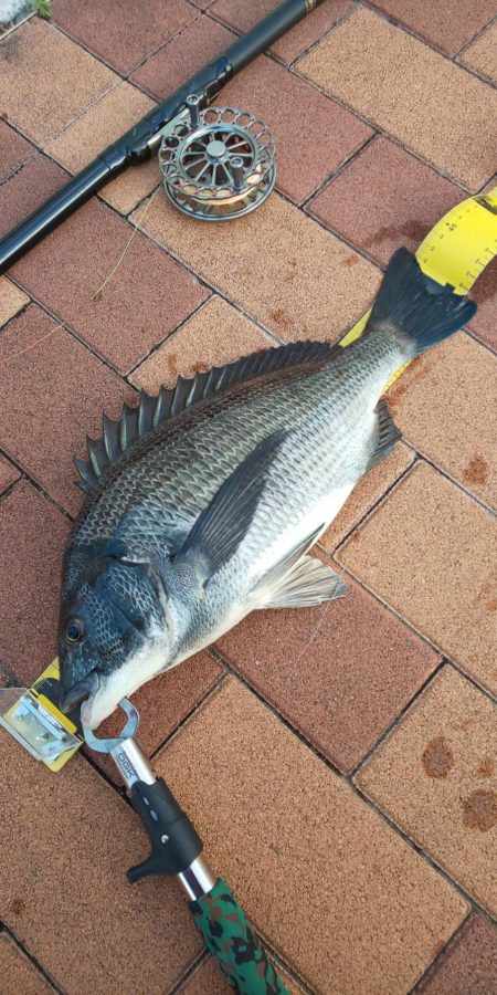 夕マズ狙いで　～辰巳橋～