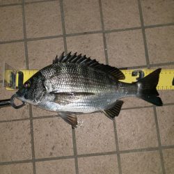 アタリ多数　～潮見運動公園～