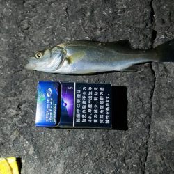 久々の夜釣り　～若洲海浜公園～