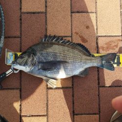 1か月ぶりのクロさん　～辰巳橋～