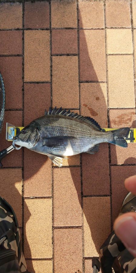 1か月ぶりのクロさん　～辰巳橋～