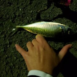 タチウオの当たりわかんねん^^*