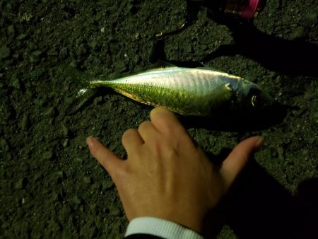 タチウオの当たりわかんねん^^*