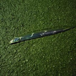 尺アジまわってます！