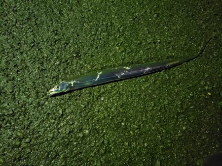 尺アジまわってます！