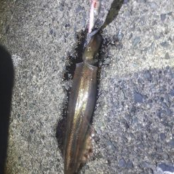 ヤリイカエギング