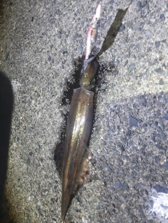 ヤリイカエギング