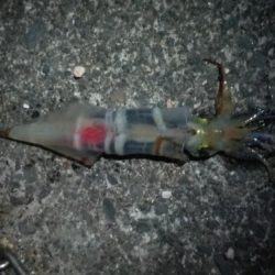 やっぱりイカnight！