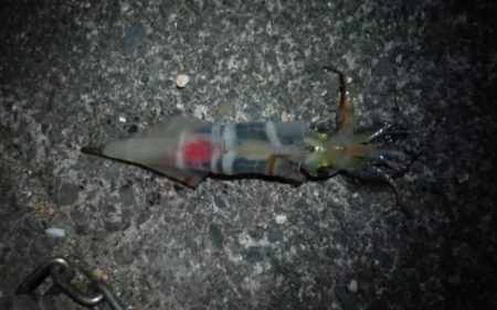 やっぱりイカnight！