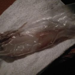 やっぱりイカnight！2