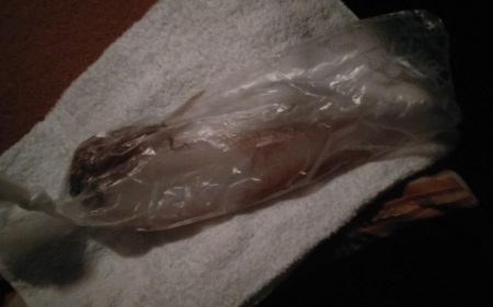 やっぱりイカnight！2