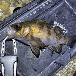 二見メバリング(2020-7)