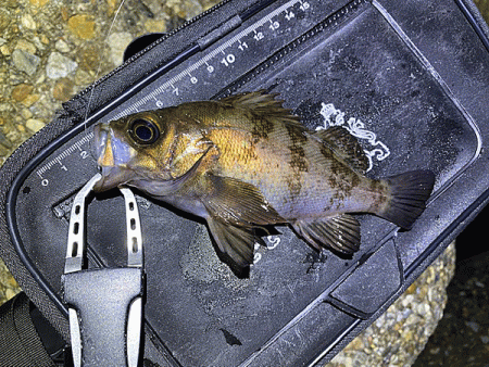 二見メバリング(2020-7)