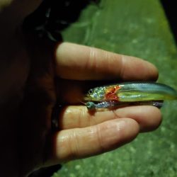 アジングin田ノ浦