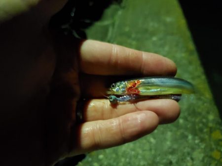 アジングin田ノ浦