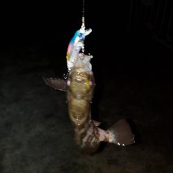 サビキで泣き尺