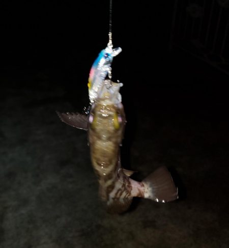 サビキで泣き尺