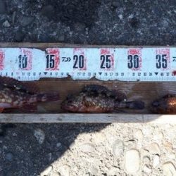 めで鯛!! ゴッチョー☆ 釣り日和でした^^b