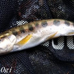 待ちに待った揖保川解禁日！