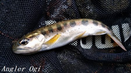 待ちに待った揖保川解禁日！