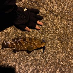 西舞鶴でアコウ、タケノコ！！