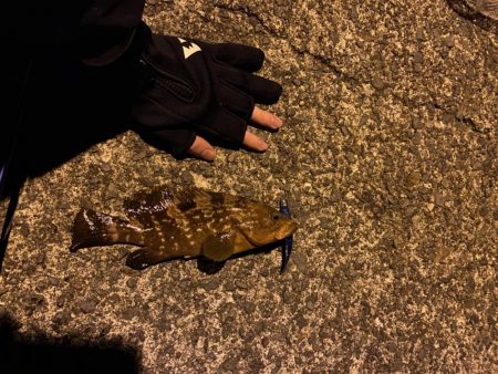 西舞鶴でアコウ、タケノコ！！