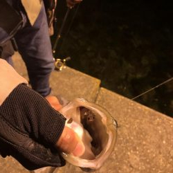 先輩とメバリング