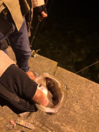 先輩とメバリング