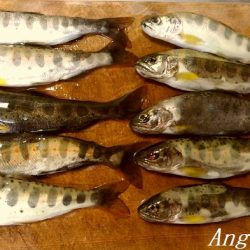 揖保川支流で今シーズン一の釣果