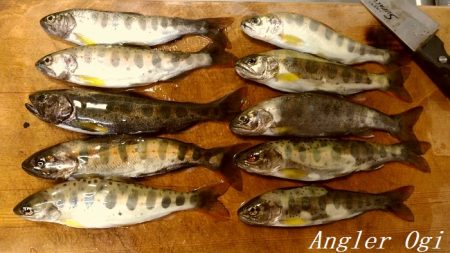 揖保川支流で今シーズン一の釣果