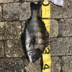 久々のエビ撒き釣り