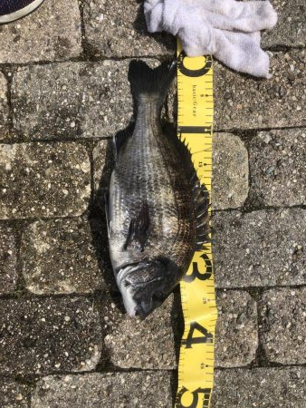 久々のエビ撒き釣り