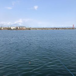 アジは短い地合。イワシは何処へ行った？