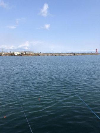 アジは短い地合。イワシは何処へ行った？