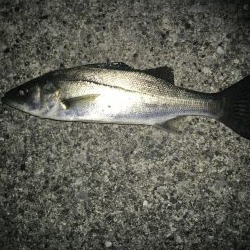 満潮メバリング