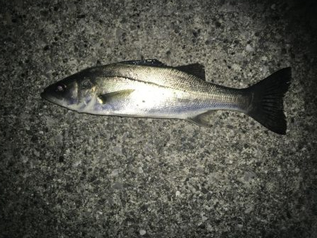 満潮メバリング