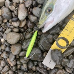 長潮でも釣れました。