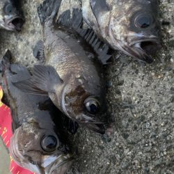 ナイトメバリング〜(๑˃̵ᴗ˂̵)